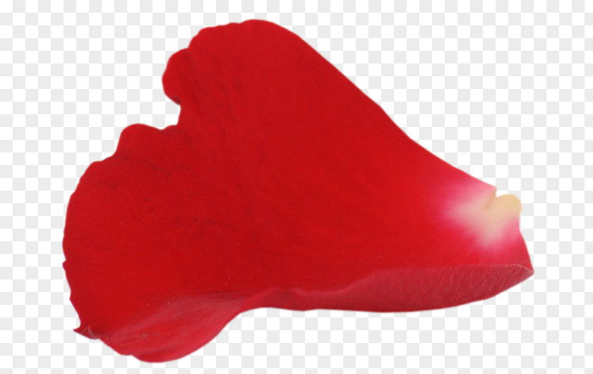 Rose Petal PNG