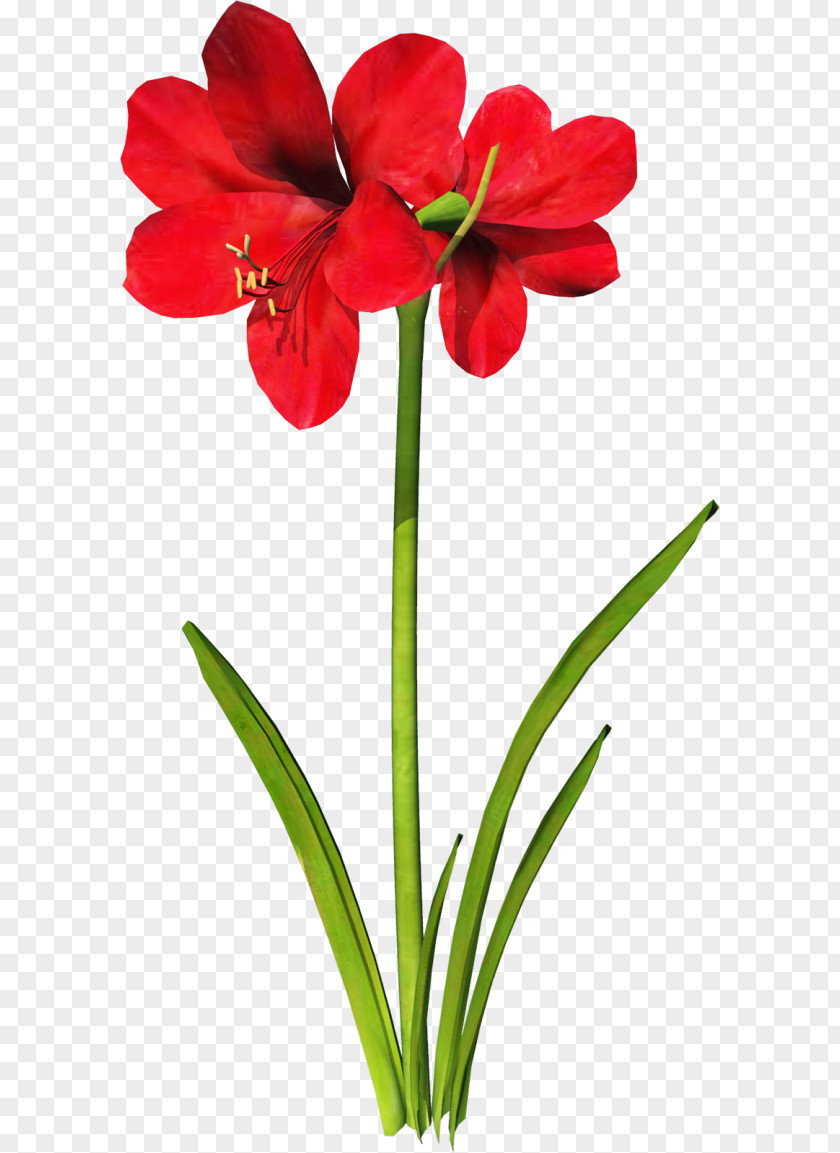 Seda Roja Jersey Lily Clip Art Flower PNG