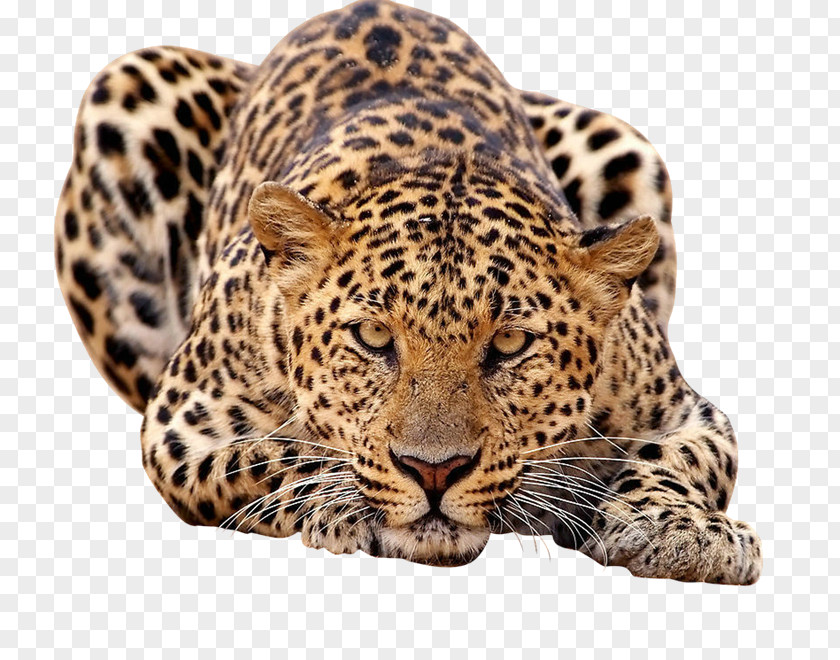 Tiger Tummy Amur Leopard African Felidae Javan PNG