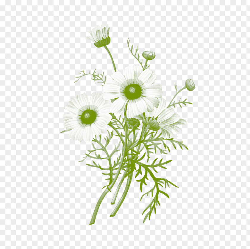 Chrysanthemum Botanical Illustration Botany Common Daisy PNG