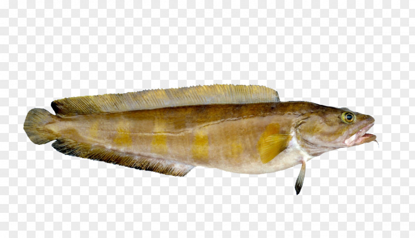 Fish Norway Cusk Cod Seafood PNG
