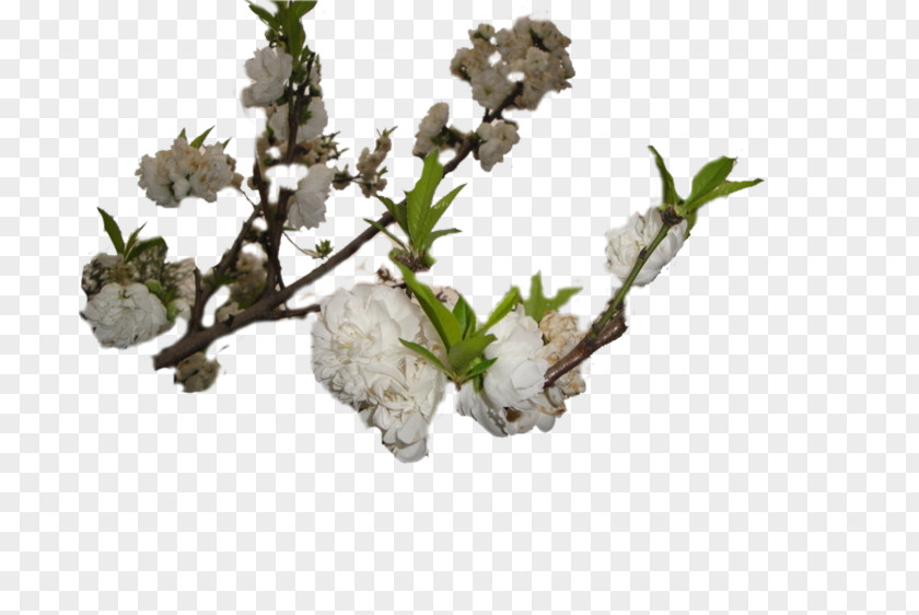 Flowering Trees Twig Plant Stem Flowerpot Plants PNG