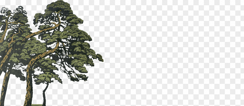 Forest Pine Spruce Fir Evergreen Temperate Coniferous PNG