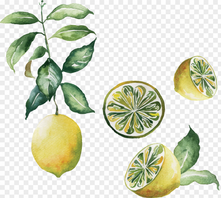 Natural Lemon Design Poster Watercolor Painting Kitchen PNG