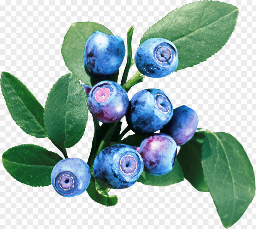 Sea Buckthorn Bilberry European Blueberry PNG