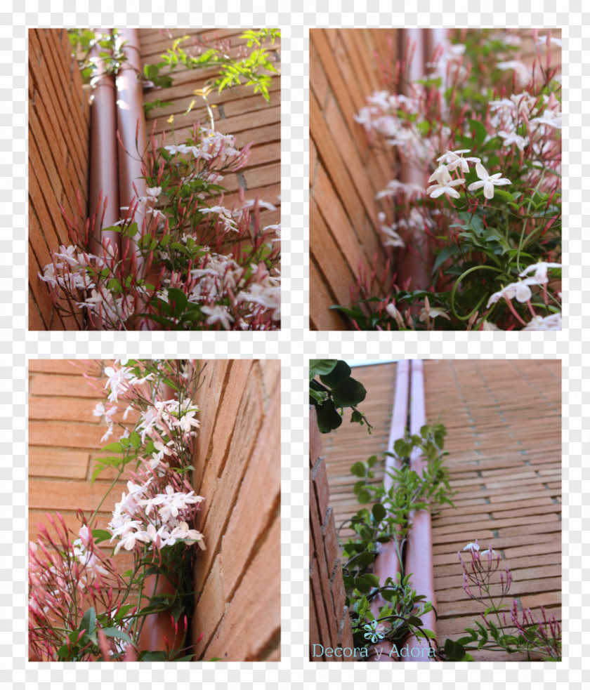 Swimming Pool Garden Wall Shrub Terrace PNG