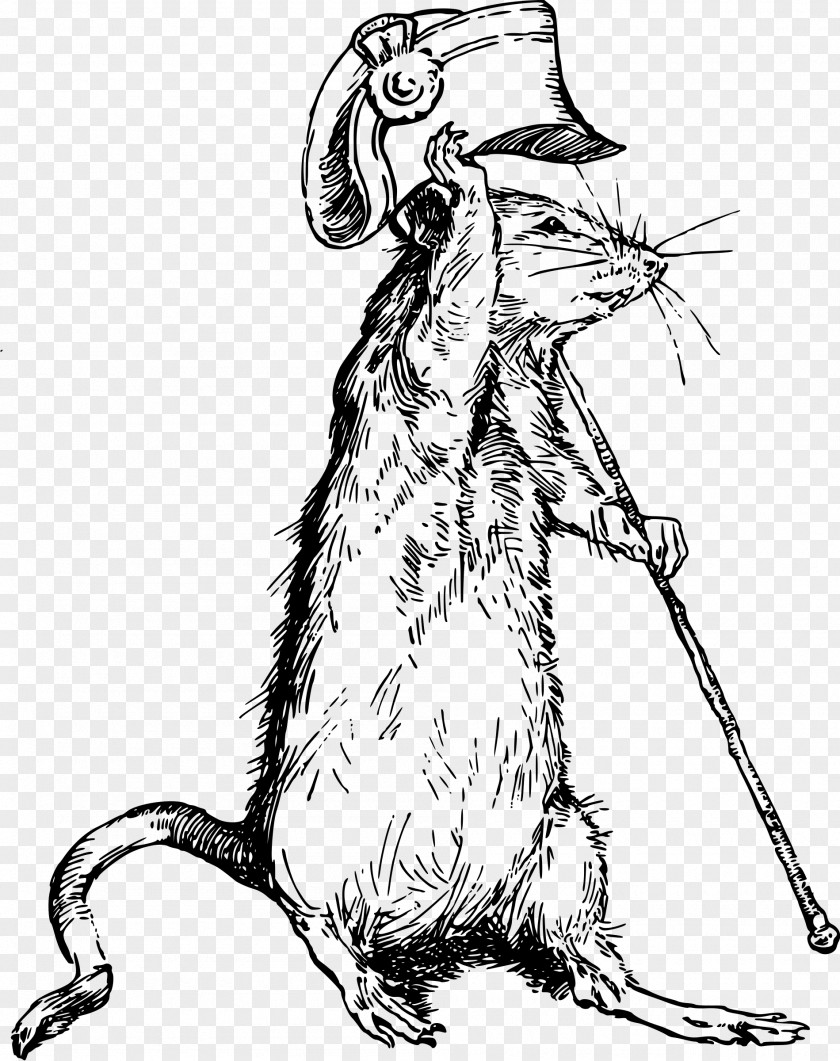 Cat Rat Mouse Mammal Rodent PNG