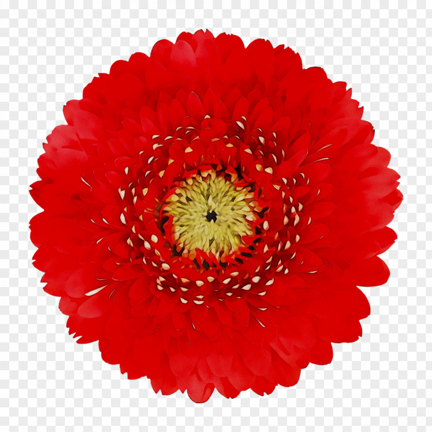 Clip Art Transvaal Daisy Red Openclipart PNG