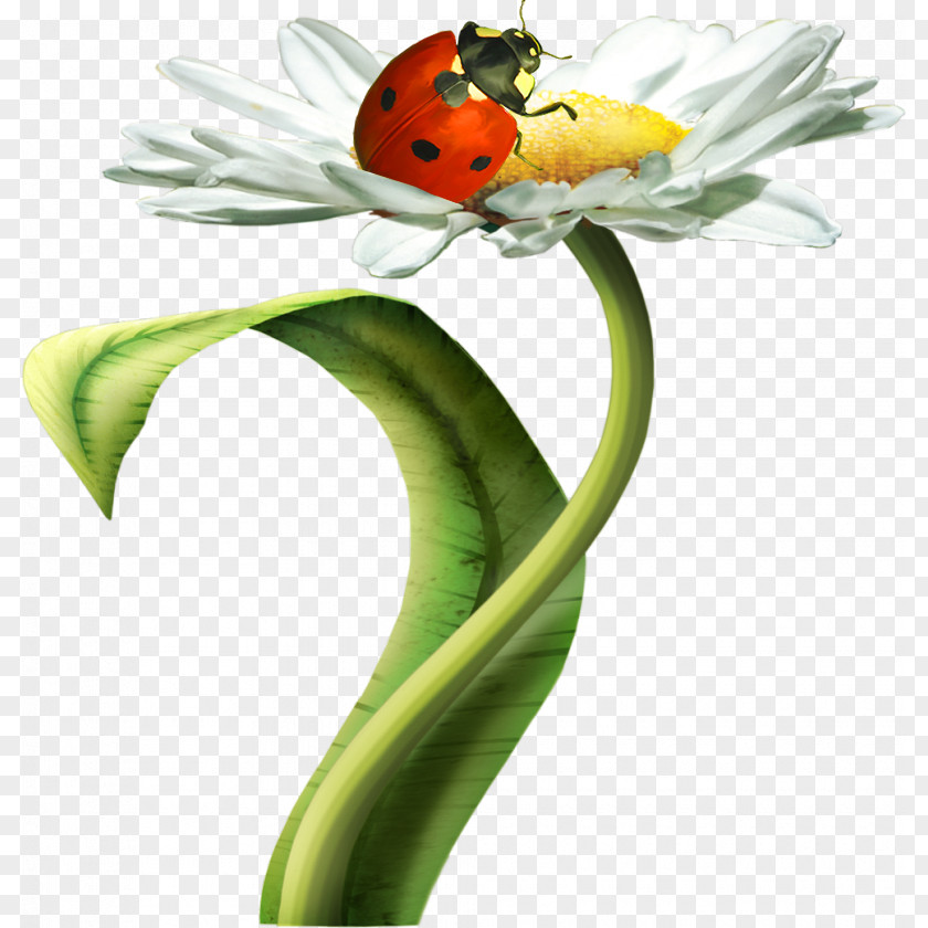 Ladybug Matricaria Flower Chamomile Clip Art PNG