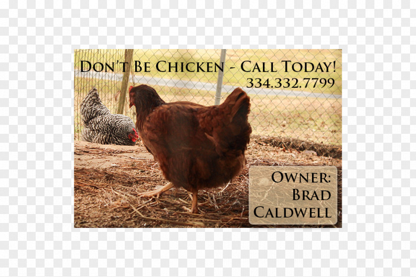 Running Chicken Rooster Advertising As Food Beak PNG