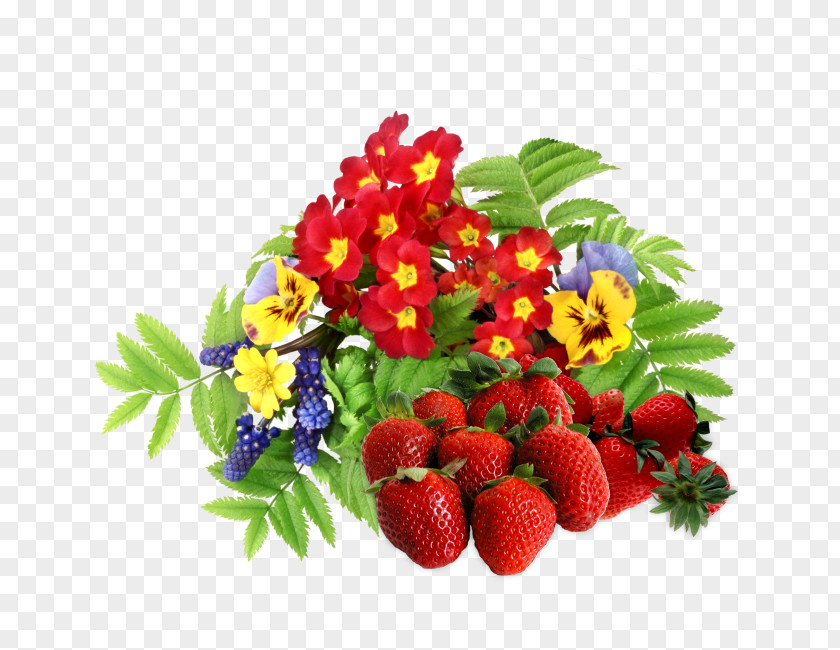Strawberry Banksia Coccinea Flowers Image Desktop Wallpaper Design PNG
