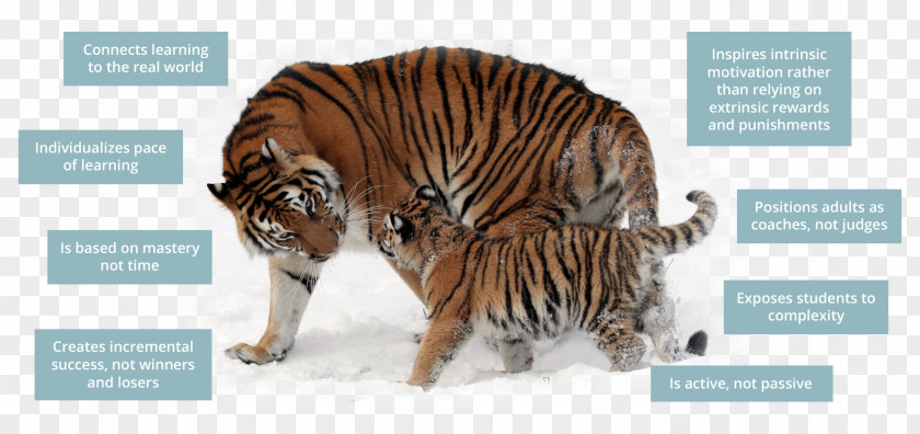 Tiger Siberian Temple Felidae Sumatran PNG