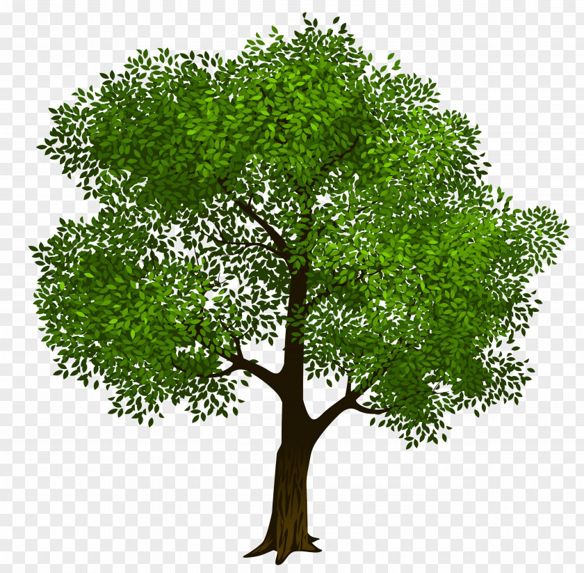 Tree Clip Art Green PNG