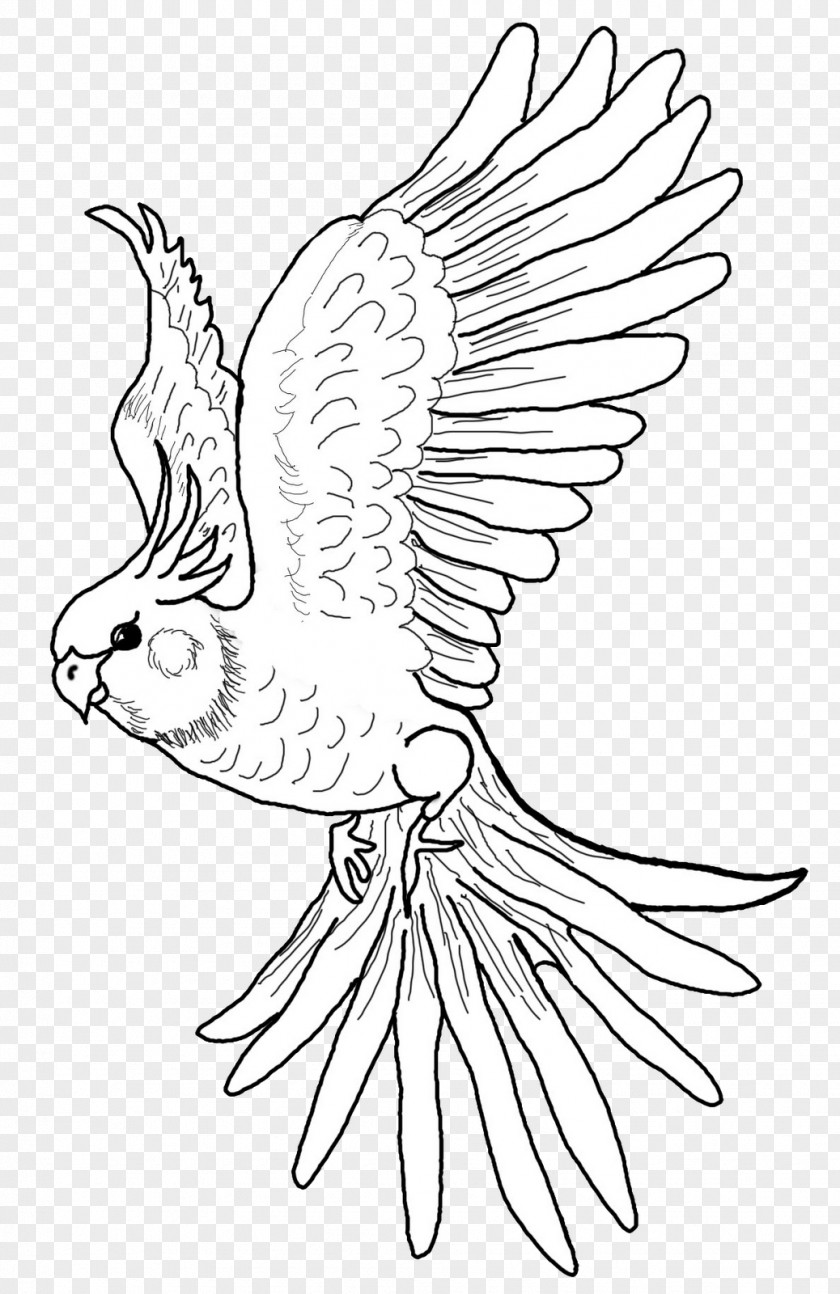 Cockatiel Bird Vertebrate Drawing PNG