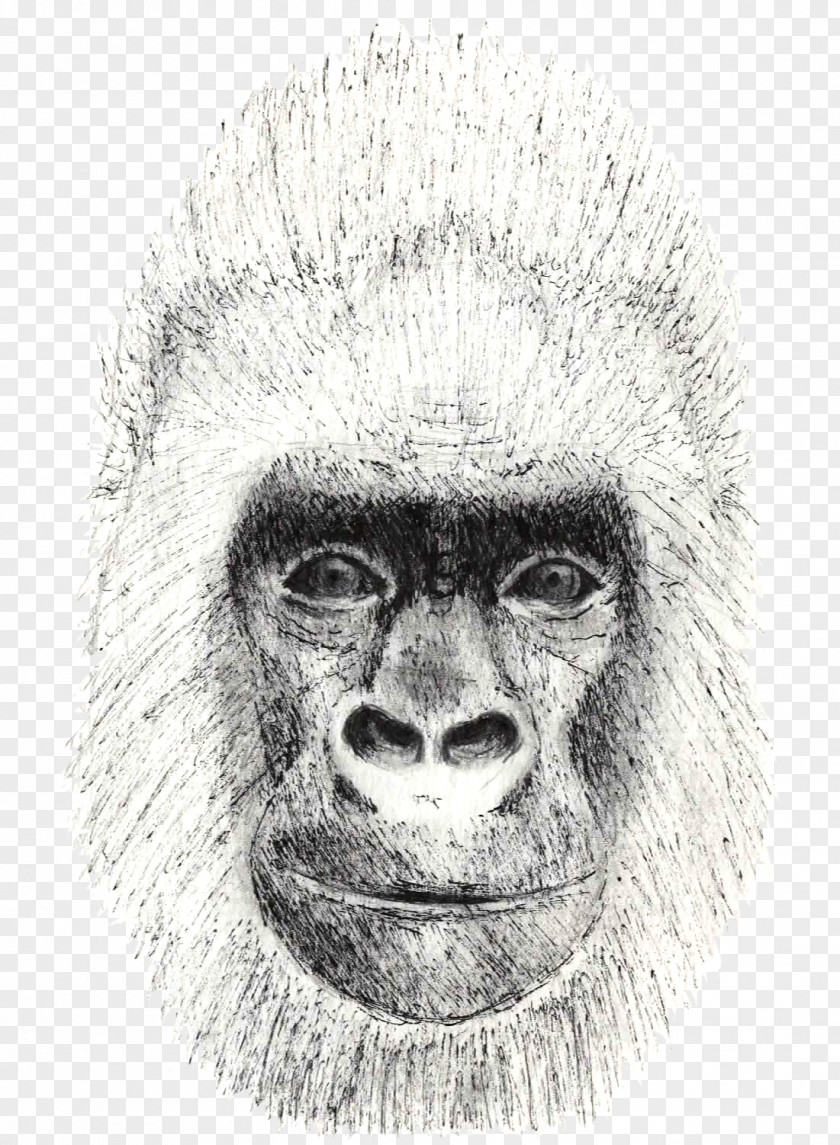 Gibbon Orangutan Monkey Cartoon PNG