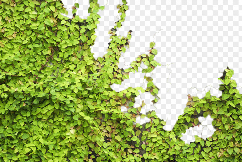 Green Wall Tiger Parthenocissus Tricuspidata Euclidean Vector PNG