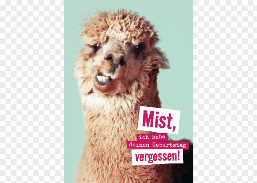 Bruder Llama Alpaca Infant Stock Photography PNG