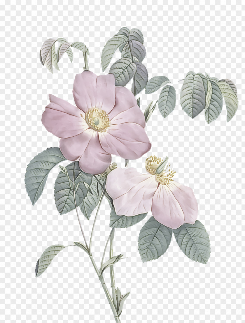 Garden Roses PNG