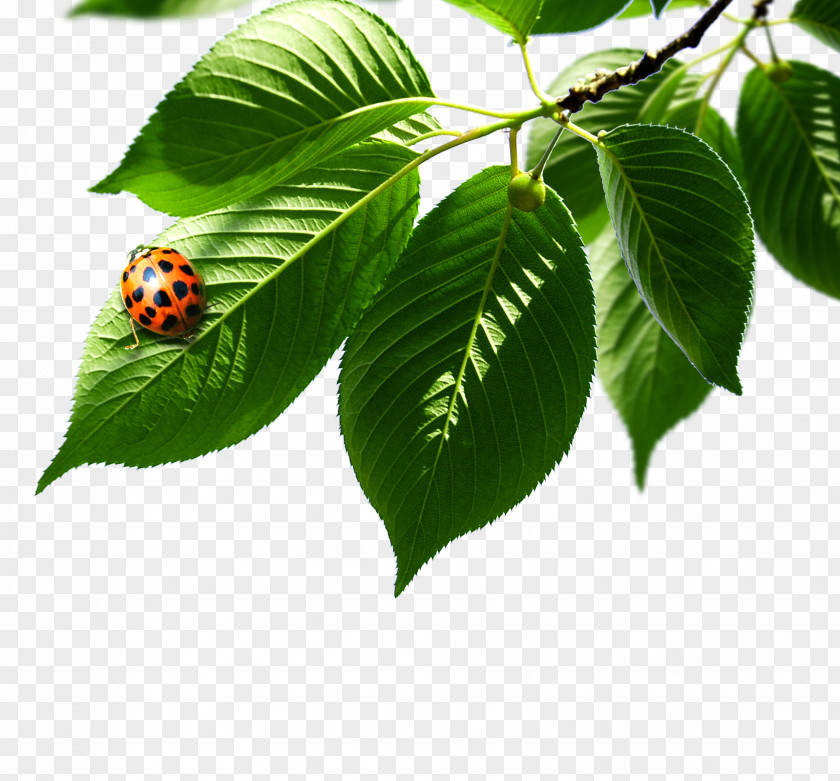 Green Leaves Ladybug Ladybird Elements, Hong Kong PNG