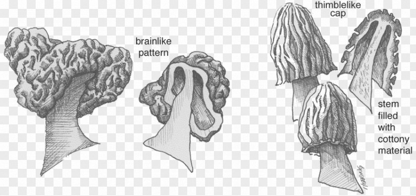 Morchella Esculenta Gyromitra Yellow Morel Conica Elata Edible Mushroom PNG