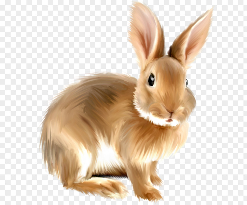 Realism Vector European Hare Domestic Rabbit Clip Art PNG