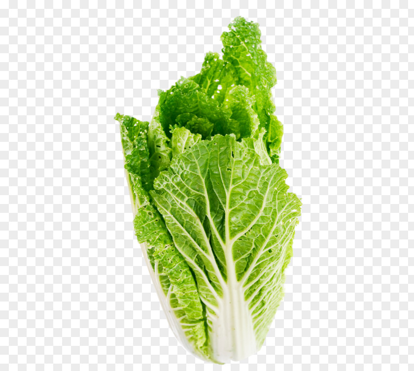 Vegetable Cabbage Celtuce Butterhead Lettuce Leaf PNG
