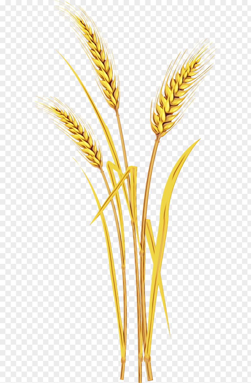 Wheat PNG