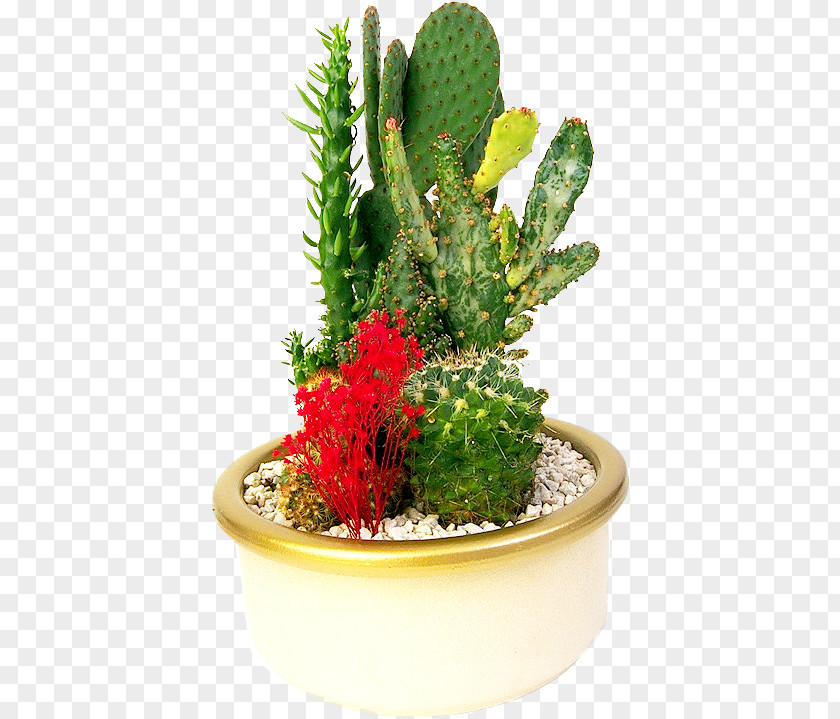 Creative Green Cactus Cactaceae Flowerpot Bonsai PNG