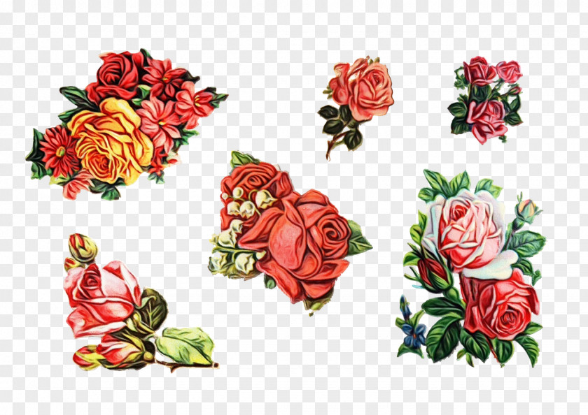 Flowering Plant Rose Family Garden Roses PNG