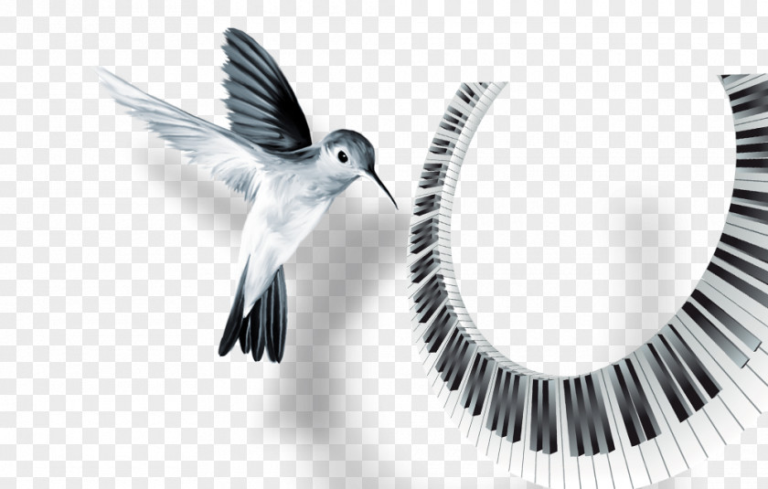 Hummingbird Keyboard PNG