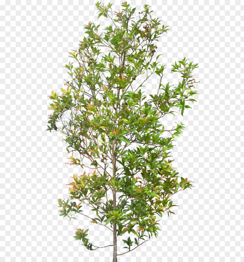 Shrubs Syzygium Paniculatum Plant Shrub Tree PNG