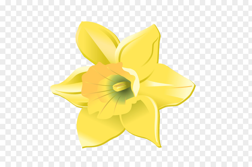 Daffodil Cut Flowers Petal PNG