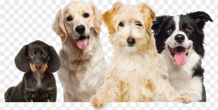 Dogs Labrador Retriever Puppy Pet Dog Grooming Food PNG