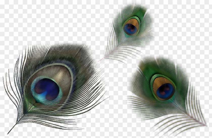 Peacock Hair Material Free To Pull Feather Peafowl Clip Art PNG