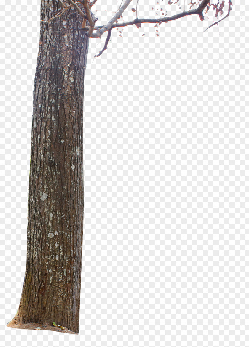 Tree Trunk Stump Branch PNG