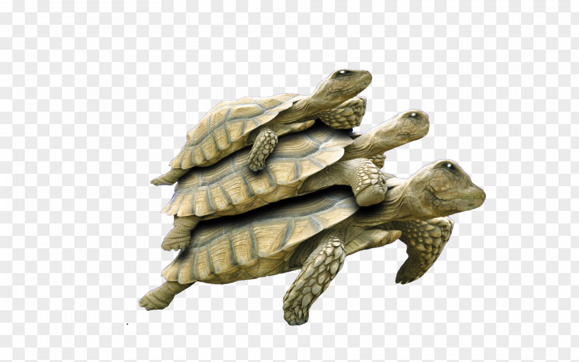 3 Small Turtle Reptile Google Images Icon PNG