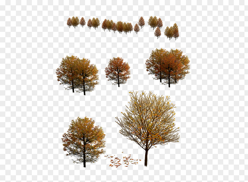 Autumn Tree 3D Modeling PNG