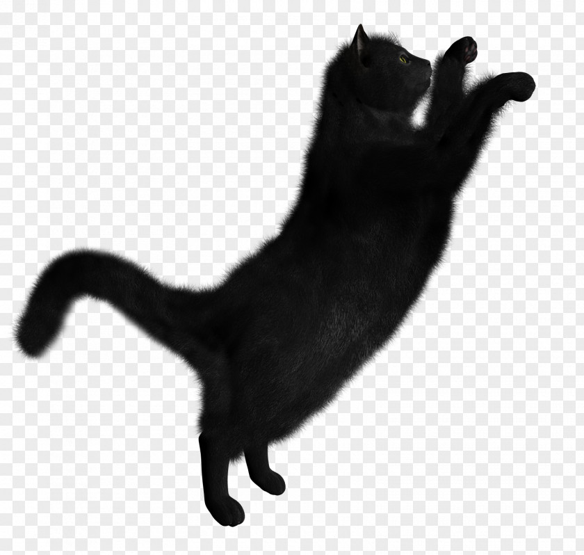 Black Cat Image Kitten PNG