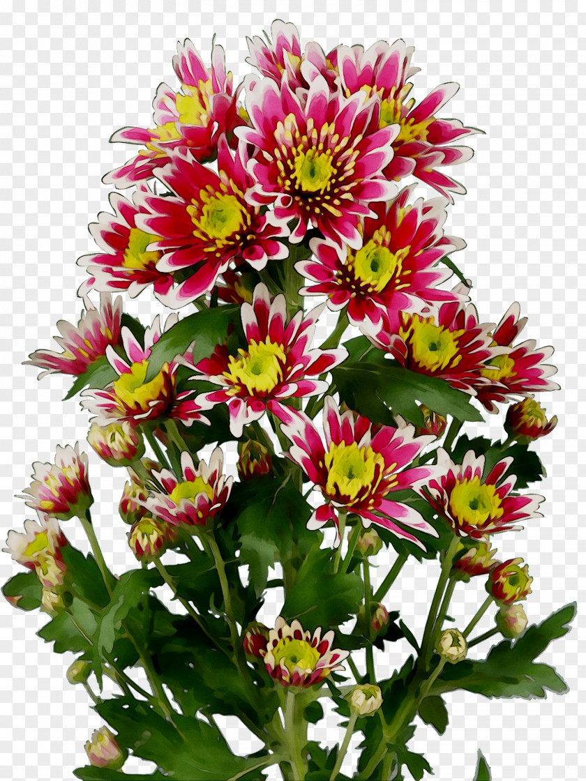 Chrysanthemum Cut Flowers Floral Design Aster PNG