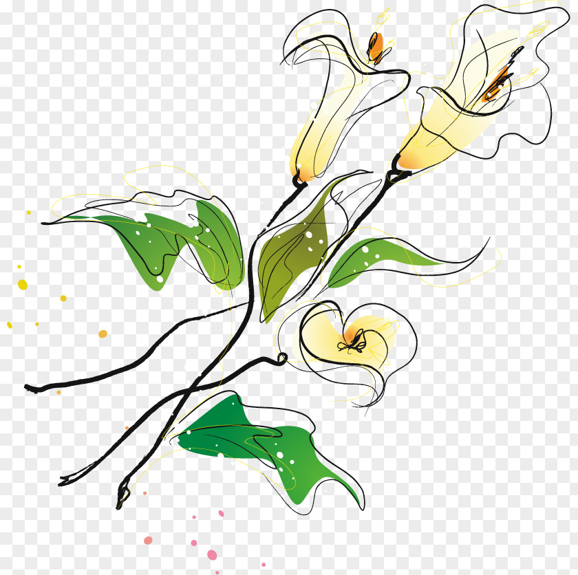 Lily Sketch Vector Material Floral Design Drawing PNG