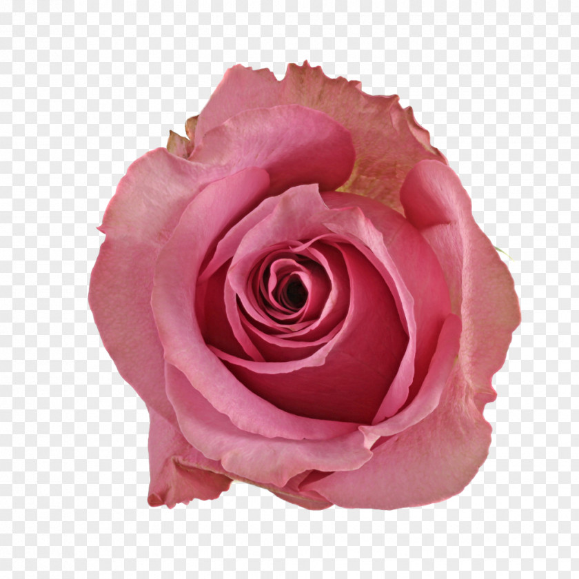 Rose Cut Flowers Centifolia Roses Garden Plant Floribunda PNG