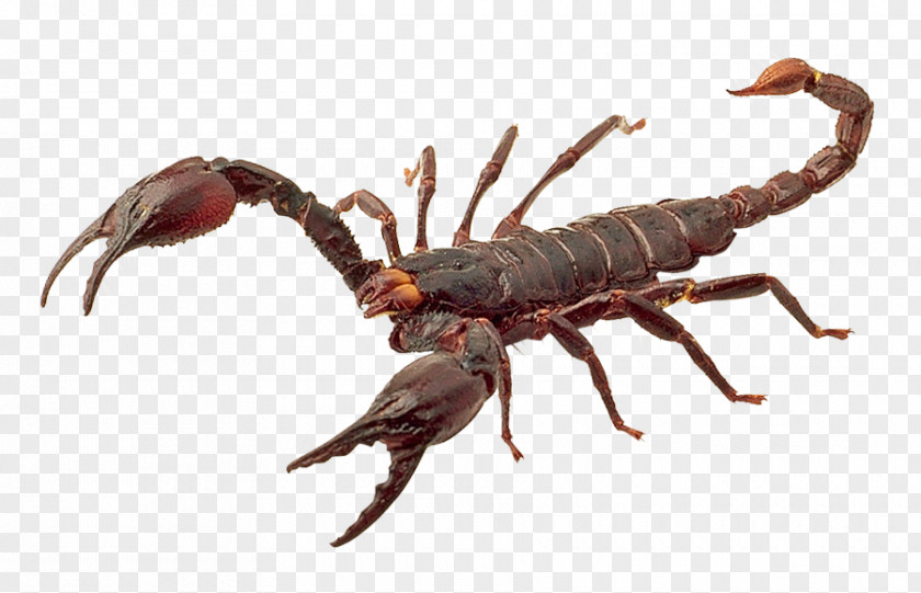 Scorpion PNG