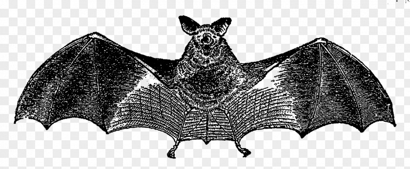 Vampire Bat Clip Art PNG