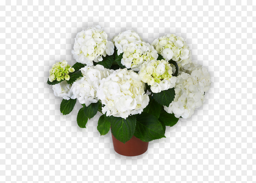 Flower Hydrangea Cut Flowers Saxon Floral Design PNG