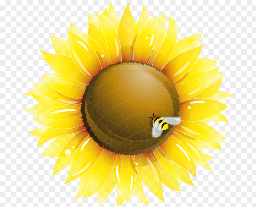 Fresh Hand-painted Sunflower Bee Pattern Common Clip Art PNG