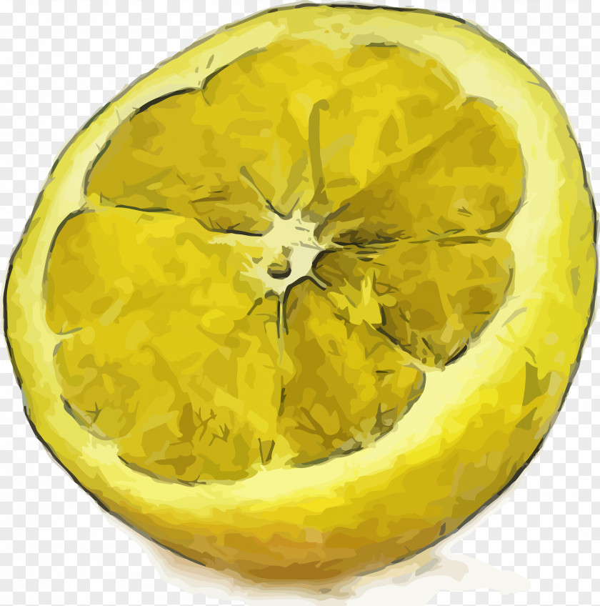 Hand-painted Watercolor Realism Lemon Painting Auglis Illustration PNG