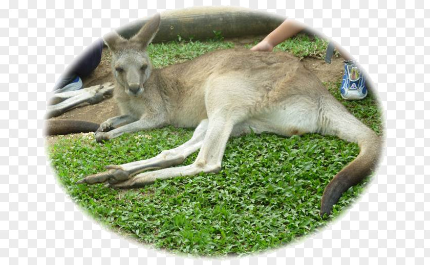 Kangaroo Kuranda Cairns Sydney Macropodidae PNG