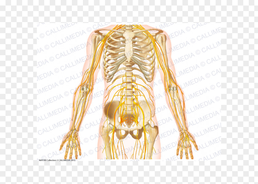 Skeleton Nerve Rib Pelvis Abdomen Nervous System PNG