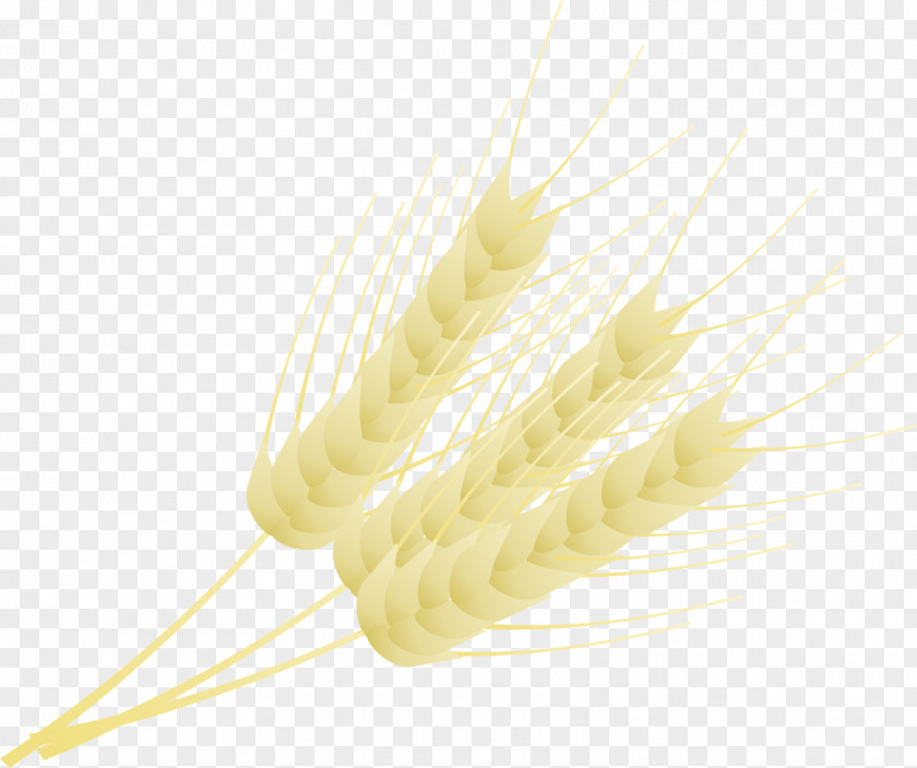 Wheat Badge Grasses Cereal Grain Food Family PNG