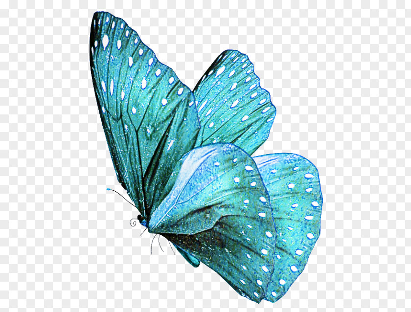 Wing Azure Butterfly Insect Blue Moths And Butterflies Turquoise PNG